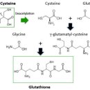 Re:Impact of Supplementary Amino Acids, Micronutrients, and Overall Diet on Glutathione Homeostasis 이미지