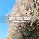 오성문화복지센타 목욕장 | [평택 벚꽃길 명소] 평택대학교, 통복천 나들이 편