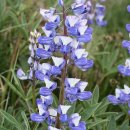 1. Subalpine Wildflowers - Blue/Violet Flowers 이미지