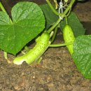 재수 농장 이미지