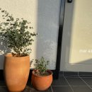 마르아줄 이미지