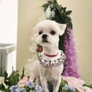 러블리펫그루밍 이미지