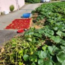 다복솔농장 이미지