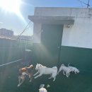 멍머니 2호점 이미지