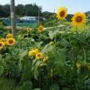 삼포마을 이미지