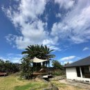 금성 담쟁이 이미지