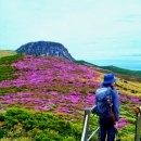 제주 한라산 철쭉산행 이미지