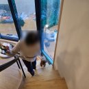호텔정관루별관(투투별장,아뜰리에별장,문학인촌) | 남이섬 애견동반 숙소 : 정관루 아뜰리에 별장 후기