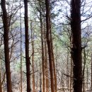 삼나무집펜션 이미지