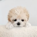 띠아몽 | 방학동애견샵 믹스견들이 모여 있어요