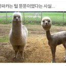 영선목장 이미지