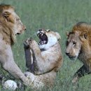 동물왕국 이미지