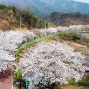 백리벚꽃길 이미지