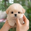 광주강아지분양 고양이분양 미유펫 본점 이미지