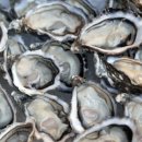 타우린의 재발견 이미지