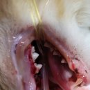 페트로 동물병원 이미지