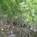 괴산염소농장 이미지