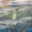 종갓집 꼬막회관 이미지