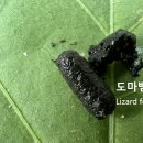 도마뱀 배설물 이미지