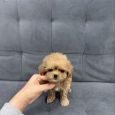 수원-1340 네이버블로그