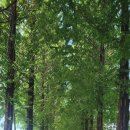 메타세쿼이아길 공중화장실 이미지