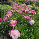 야생화정원펜션민박 이미지