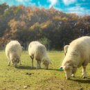 와우한우목장 이미지