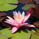 분당-253 이미지