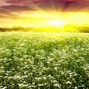 꽃이있는풍경 이미지