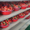 정산영농조합법인 이미지