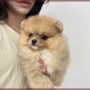 행복한 강아지 이미지