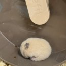 패러그린샵 명지점 | 쁘찌를 소개합니다