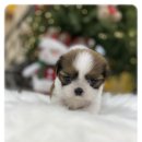 나라애견본점 이미지