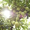 아라리펜션 이미지