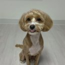 강아지풀 애견 이미지