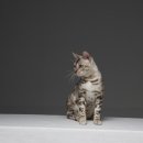 나무타는고양이 구경하는강아지 이미지