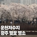 뚜레쥬르 광주금호운천 | 광주 벚꽃 운천저수지 실시간 후기 주차 꿀팁 총정리