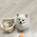 진남로 | 몽브리즈, 부산 남구 대연동 애견 미용실 반려동물 포메 가위컷 후기