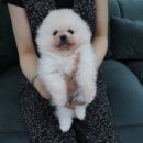 NOBLESSE.PET 이미지