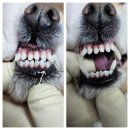 김s 동물병원 이미지