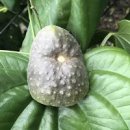 하늘에 주렁주렁 &#34;하늘마&#34; 수확 시기 심는 시기 효능과 보관방법 이미지