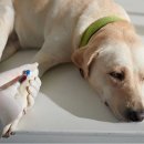 기운찬 동물병원 이미지