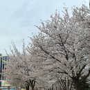 보아해물막창