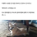 다른 집에 분양 보냈던 강아지가 집까지 찾아왔네요ㅜㅜ 이미지