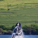 고래이야기 이미지