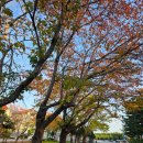 조마초등학교 | 강원도묵호강아지(애견)동반_동해강아지(애견)동반숙소추천_"동해 너랑온 애견펜션"