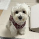 형치과병원 | [ 아람 동물 의료센터 ]- 김포 동물병원 / 24시 동물병원 추천