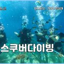 필리핀 세부 여행 생애 첫 스쿠버다이빙 후기