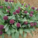 행복을주는꽃 이미지