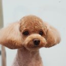 워너독 네이버블로그